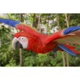 thumbnail image 5 of Hi-Line Gifts Flying Scarlet Macaw Outdoor Garden Statue - 17.75", 5 of 5