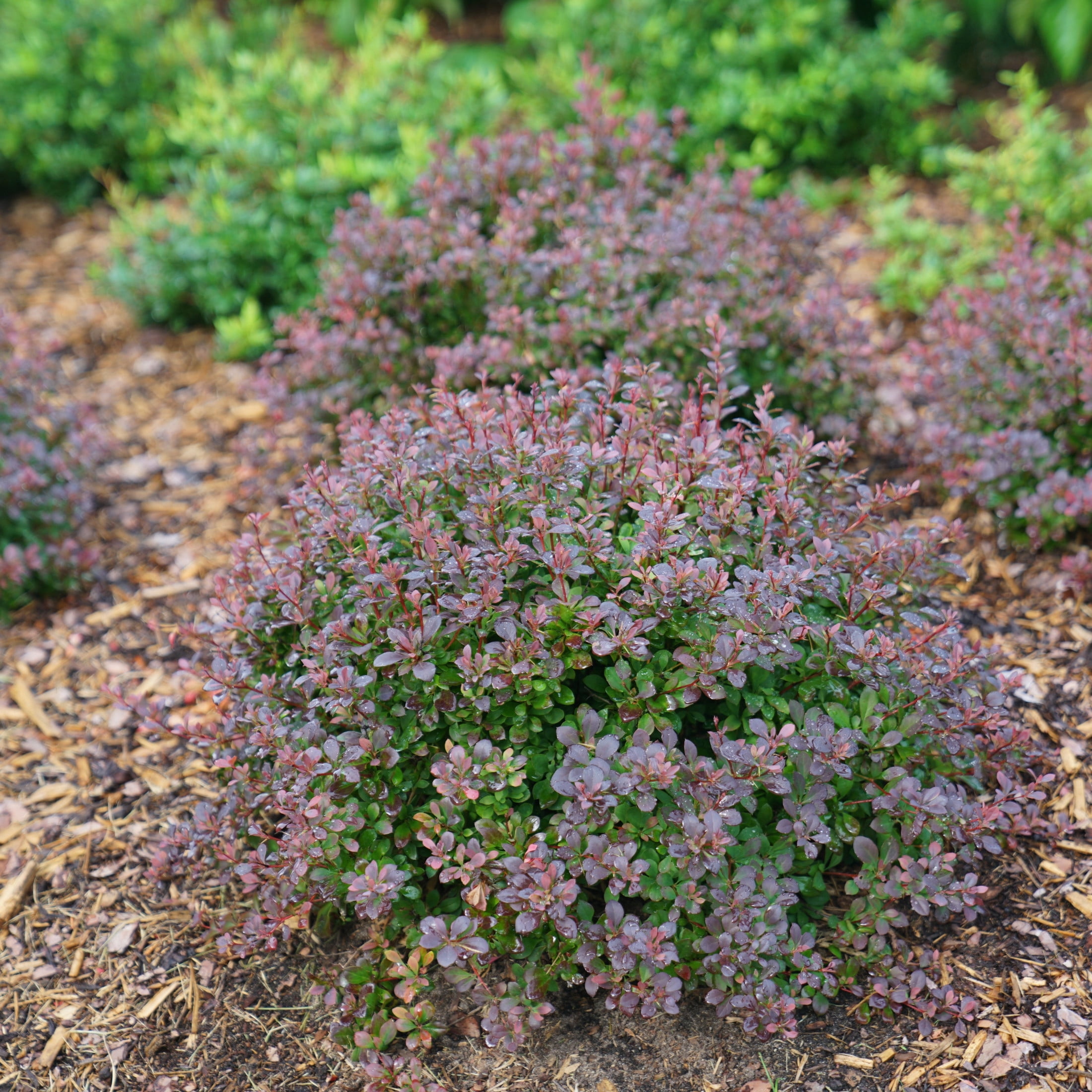 Proven Winners ColorChoice 5" Purple Sunjoy Todo Barberry Live Plant in 4.5" Pot (4 Count)