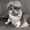 Gray, variant on Pet Wig Costume for Cats and Dogs Funny Headpiece for Dress Up Photoshoot Party Decoration Silly Animal Hair Wig Silly Look, 8 Inch Gray
