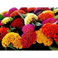 thumbnail image 4 of 750 Celosia Seed for Planting -Mix Cristata Cockscomb Woolflowers, 4 of 10