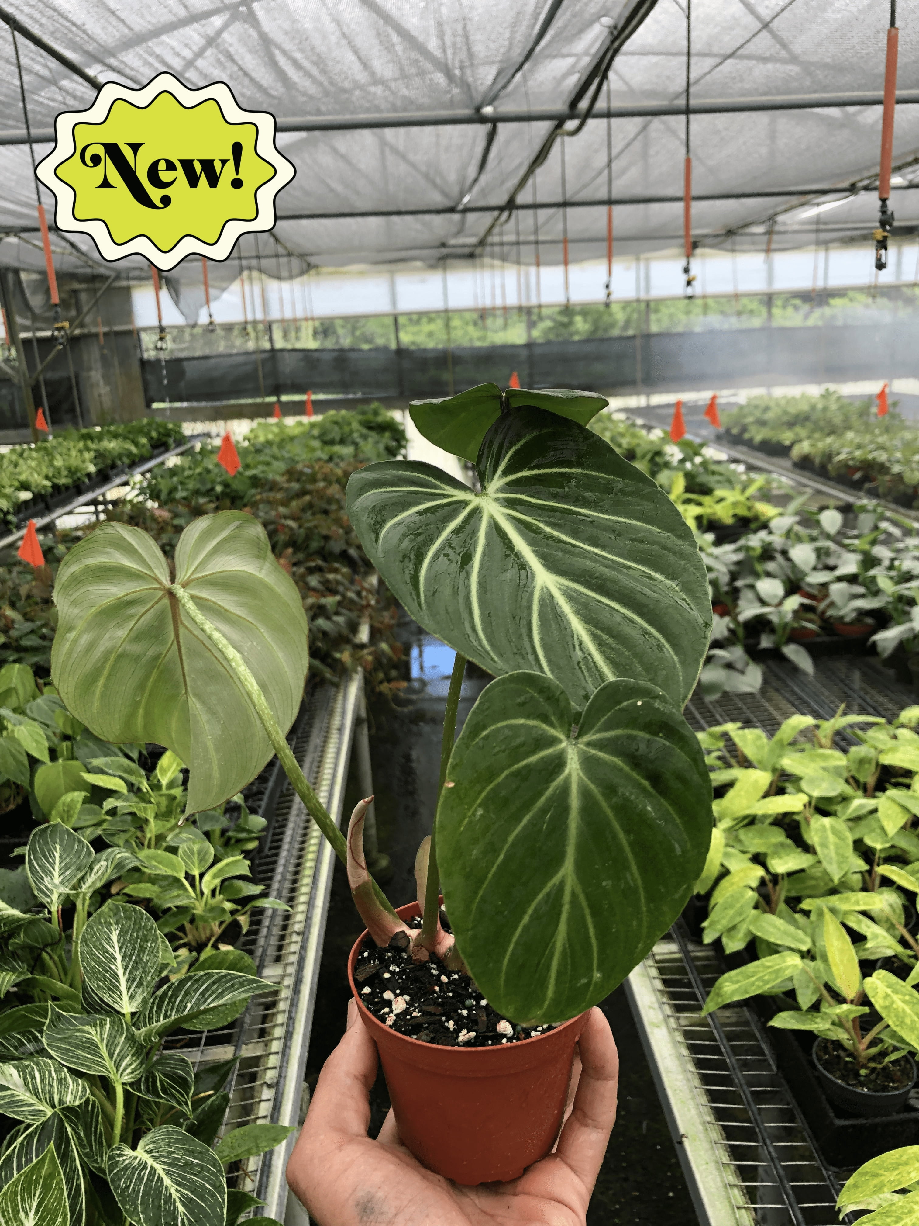 Philodendron Gloriosum 'Zebra' - Thumbnail 4