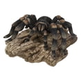 thumbnail image 1 of Tarentule, 1 of 4
