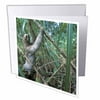 3dRose Panama, Colon Province, Three-toed sloth wildlife - SA15 PSO0002 - Paul Souders, Greeting Cards, 6 x 6 inches, set of 6