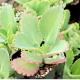 thumbnail image 5 of Live Mother of Thousands Plant - Kalanchoe Succulent Plant - Mother Of Millions Plant - 2 Inch Pot, 5 of 6