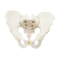 thumbnail image 4 of Modelo de pelvis masculina,Modelo médico de esqueleto modelo de pelvis masculina,Modelo de esqueleto masculino Modelo de pelvis masculina flexible,Modelo de esqueleto flexible Modelo pélvico, 4 of 9