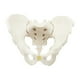 thumbnail image 4 of Modelo de pelvis masculina,Modelo médico de esqueleto modelo de pelvis masculina,Modelo de esqueleto masculino Modelo de pelvis masculina flexible,Modelo de esqueleto flexible Modelo pélvico, 4 of 9