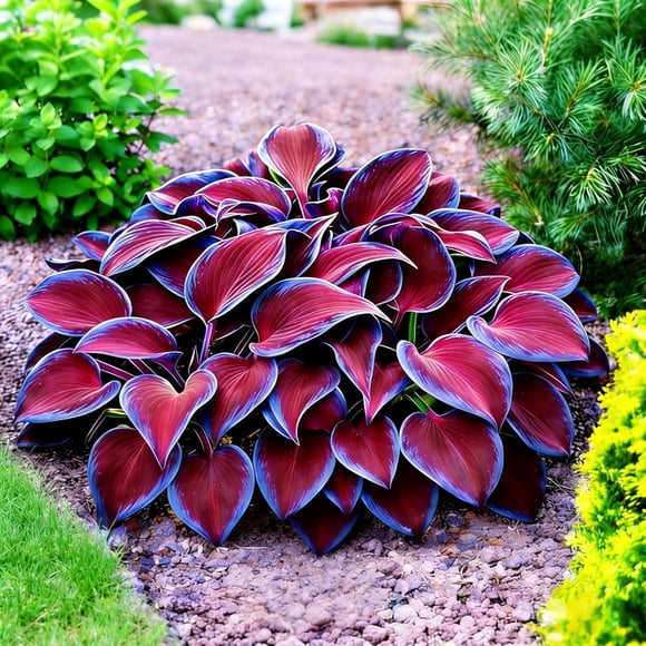 GSDWIUEW Hosta Seeds Blue and Red Perennial for Planting, Rare Heirloom , Boasts Eye-Catching Foliage Blooms, Heart-Shaped Hosta Foliage Perennial Hostas Planting in Shade Garden Edges, 100pcs