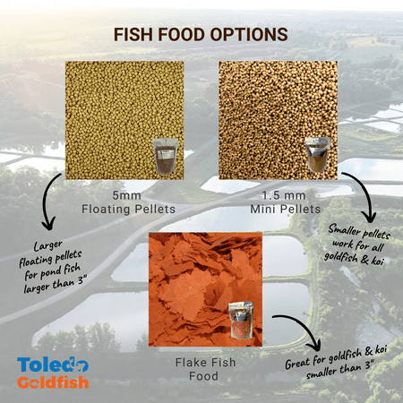 Goldfish Pond Pack #3 (Includes Shubunkins & Comets) by Toledo Goldfish