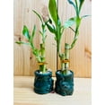 thumbnail image 4 of Lucky Bamboo 4&rdquo;4&rdquo;6&rdquo; in Ceramic Vase, 4 of 22