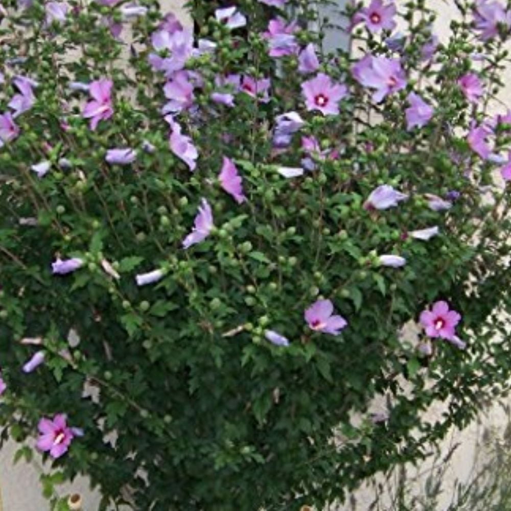 Expert Gardener 3-4 ft tall Purple Althea Tree Form Live Tree in 7-Gallon Grower Pot