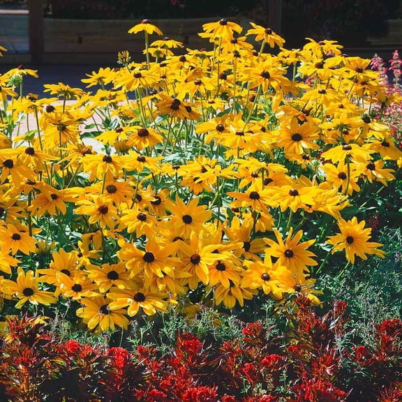 Outsidepride Indian Summer Gloriosa Daisy Seeds MVR1 - 200 Perennial Rapid Growing, Heat & Drought Tolerant Rudbeckia Hirta Daisy Flower Seeds for Vibrant Meadows & Garden Borders (AAS Winner)
