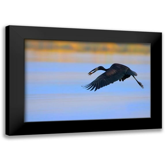 Chang, Phillip 24x17 Black Modern Framed Museum Art Print Titled - Openbill stork