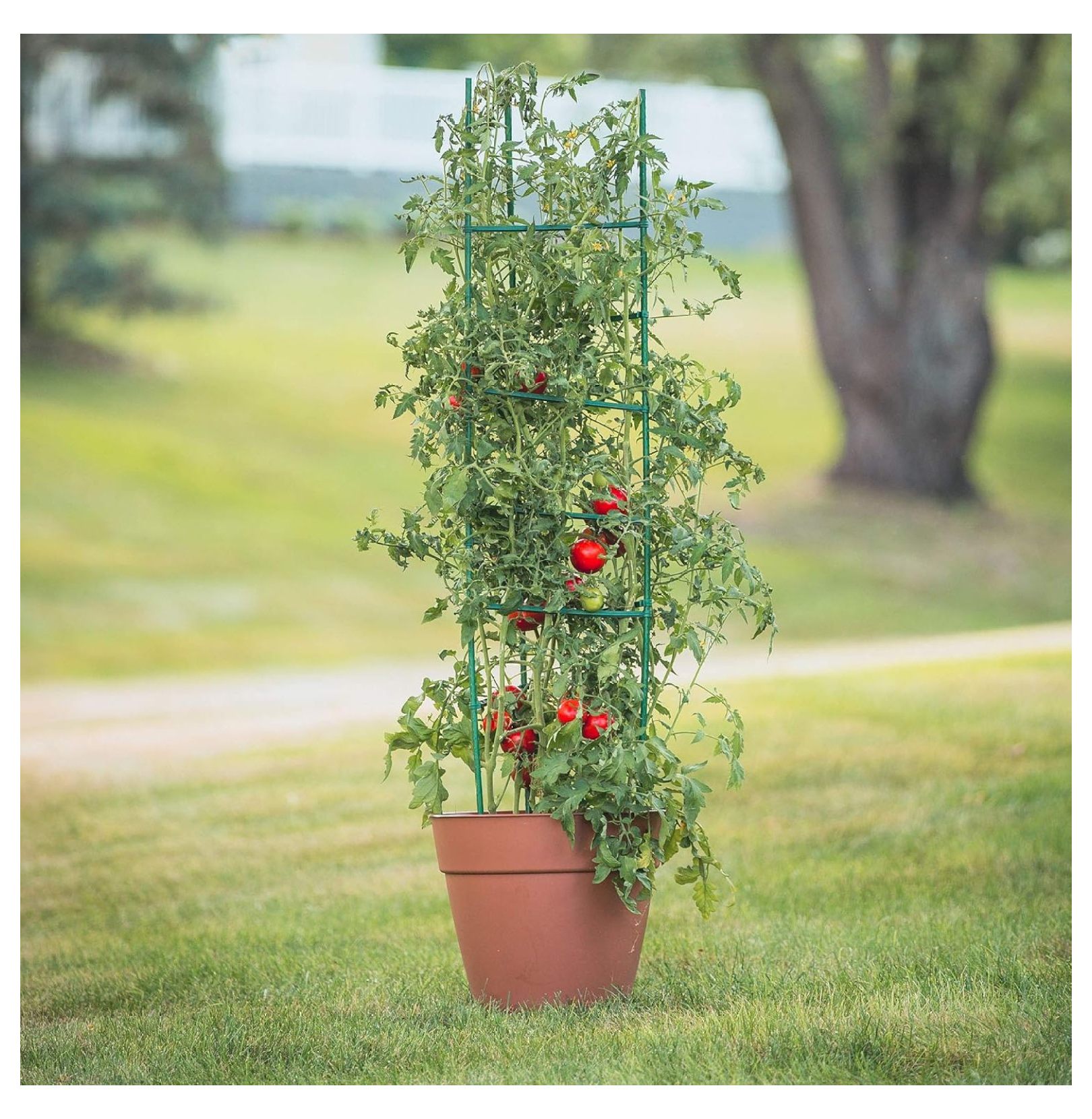Tomato Plant Cages 3-Pack, 5ft - Ultomato Tomato Cage System, Green Plant Support for Vegetables, Flowers, Climbing Plants - Garden Stakes