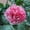 A, variant on Beautiful Rainbow Peonys-Gift Garden-Home Decoration-Bloom Year After Year-(Non-Artificial)-Ornamental-Premium Garden Stakes