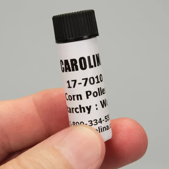 Corn Pollen, Starchy:Waxy, Sufficient Material For 25 Students