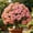 a, variant on Desert Rose-Easy Grow-Low Maintenance-Ideal for Beds Borders,Plant Pots & Planters