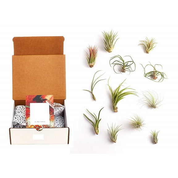 Home Botanicals Assorted Air Plant (Collection of 12)