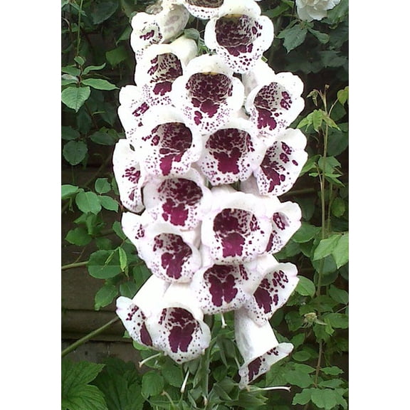 Elsey Kelsey Foxglove 50 Seeds - Digitalis