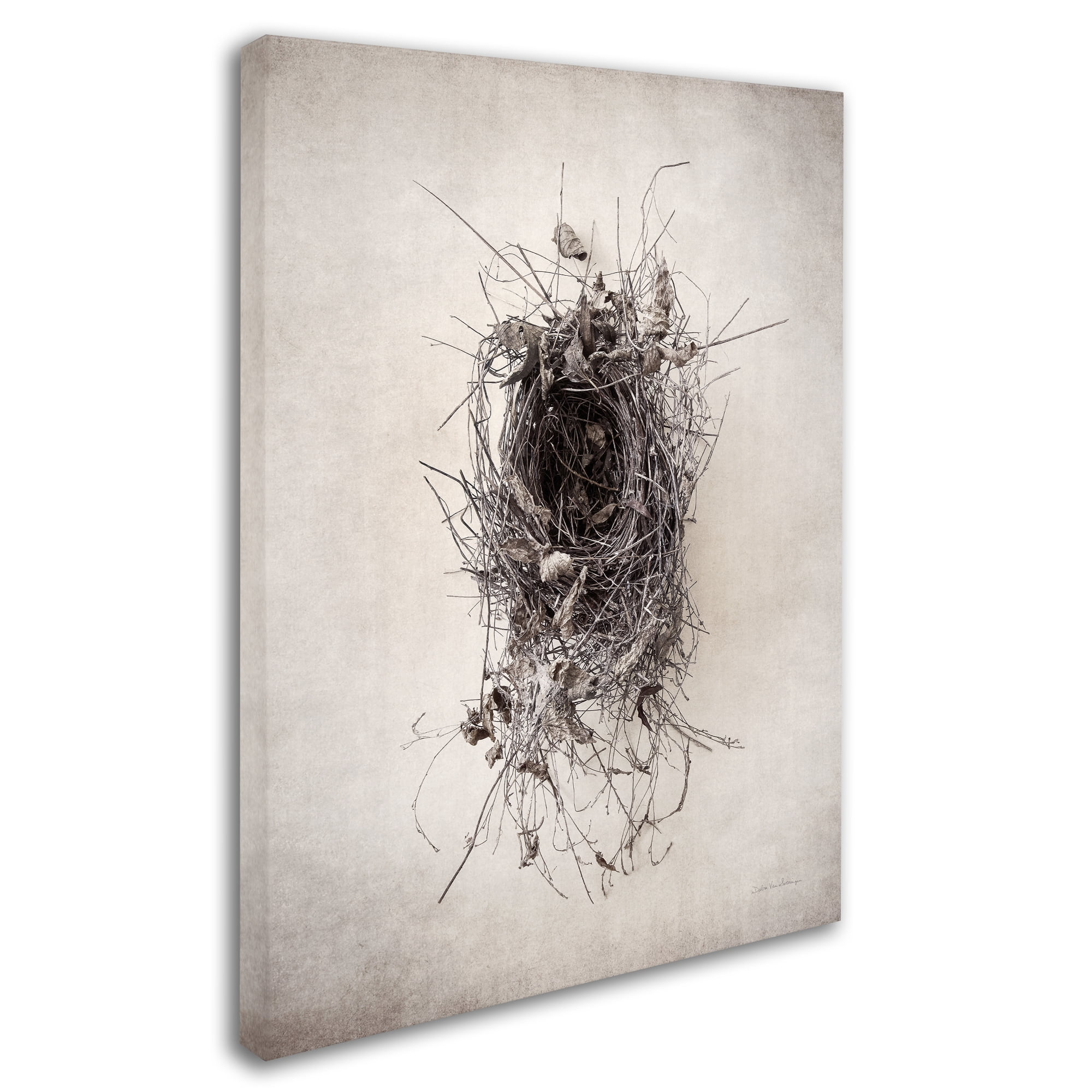 Trademark Fine Art 'Nest II' Canvas Art by Debra Van Swearingen