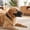 Black, variant on Breathable Dog Muzzle, Adjustable Mesh Mouth Guard for Dogs with Soft Padding, Anti Bite Barking Licking Control Muzzle Allowing Panting Drinking for Walking Training Grooming and Vet Visits