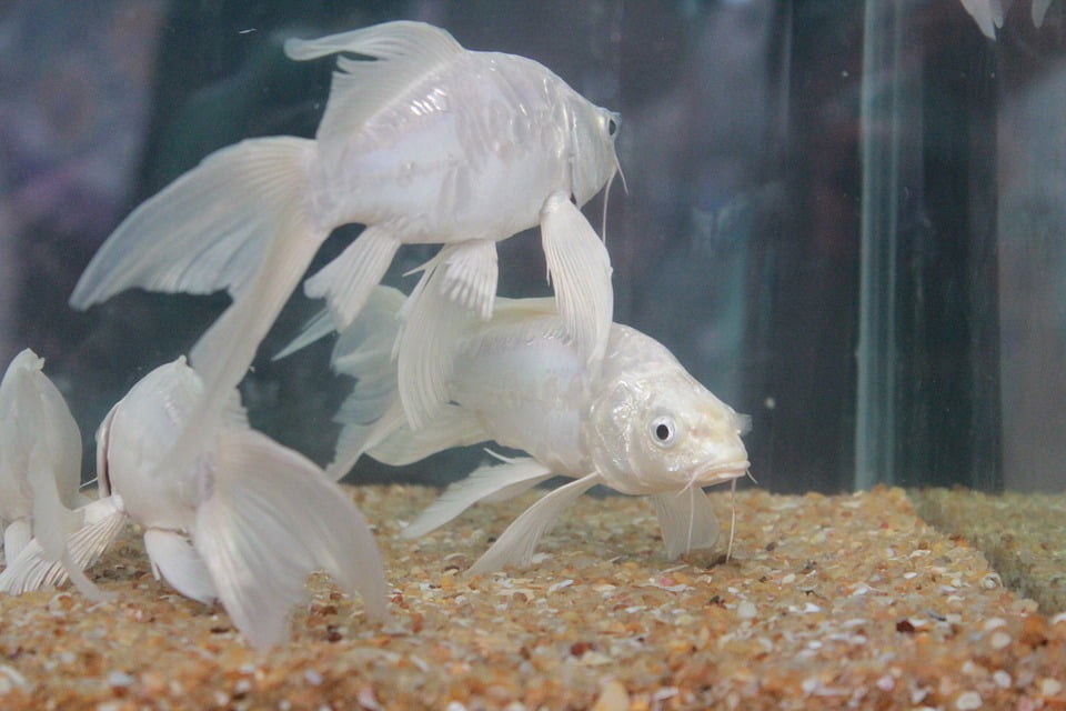 Fish Aquarium Fish Tank White Fins-20 