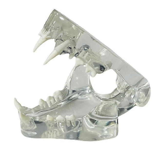 Transparent Teeth Anatomical Model Dental Animals Oral Tooth Jaw for Veterinary Educational Tool (C
