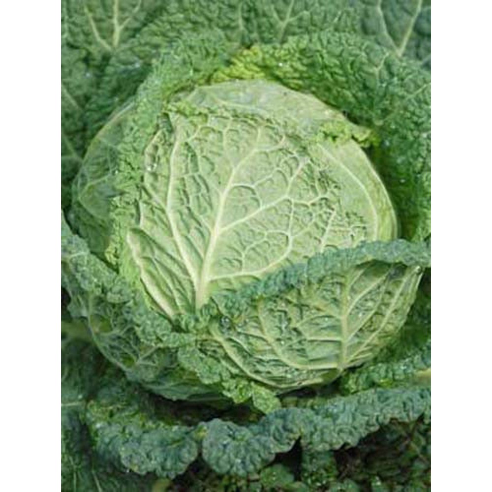 (6 Pack) Cabbage Savoy Perfection Great Heirloom Vegetable 500 Seeds