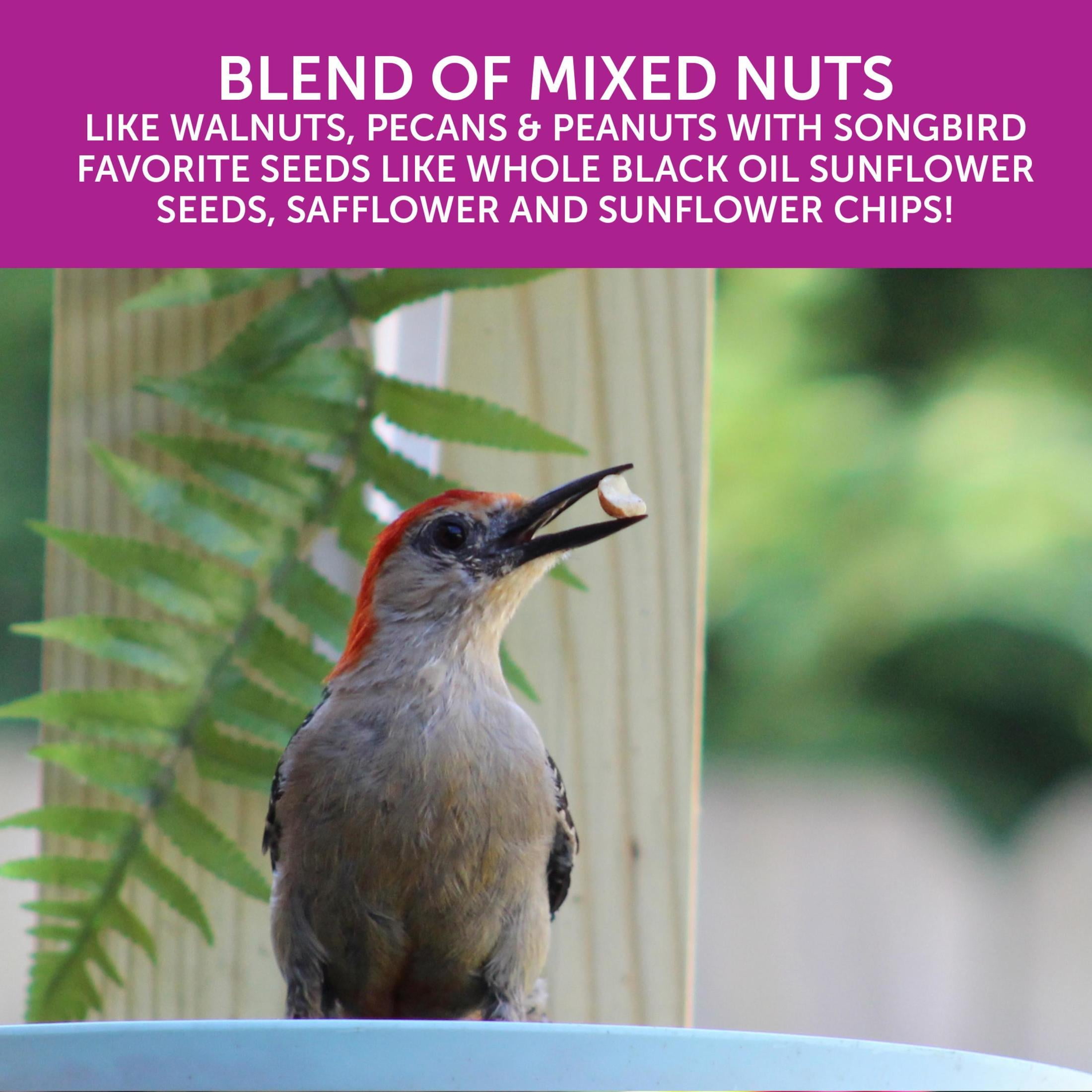 Pennington Black Ecozebo 6lb Capacity Wild Bird Starter Kit with Bird Feeder and Feed
