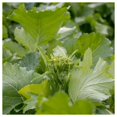 thumbnail image 4 of Everwilde Farms - 500 Early Fall Rapini Broccoli Seeds - Gold Vault Jumbo Bulk Seed Packet, 4 of 5