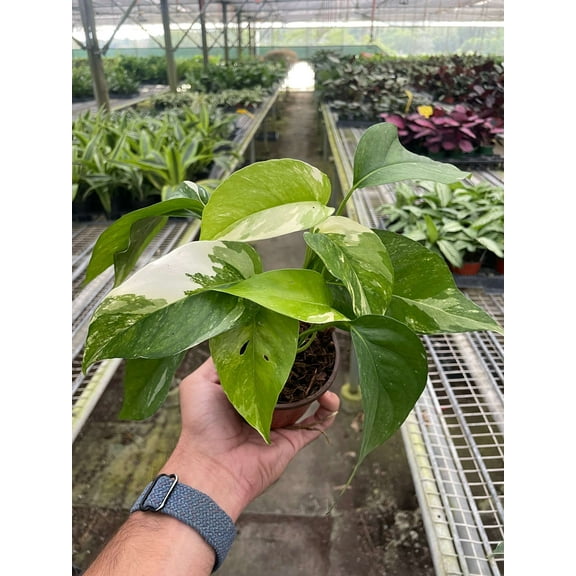 Pothos Albo Variegata Live Plant for Indoor | Different Houseplants in 4'' & 6'' Pot | Real House Plant for Living Room, Office, Desk & Bathroom | Epipremnum pinnatum
