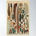 thumbnail image 2 of Feathers (Plumes) Vintage French Poster By Adolphe Millot Poster Wall Art, Modern Wall Decor For Living Room Bedroom, 16x24 UNFRAMED, 2 of 3
