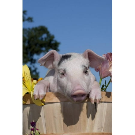 Spotted White Piglet in Peach Basket with Lilies, Sycamore, Illinois, USA Print Wall Art By Lynn M.