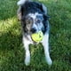 thumbnail image 3 of Pelota Kong Reflex Grande para Perro, 3 of 4