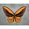 thumbnail image 3 of Reynolds, Richard 24x19 Black Modern Framed Museum Art Print Titled - Wallaces Golden Birdwing, 3 of 5