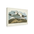 thumbnail image 2 of John James Audubon 'Kittiwake Gull' Canvas Art, 2 of 3