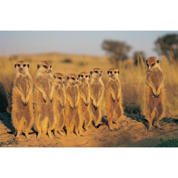 Meerkat Wall Poster, 22.375" x 34"