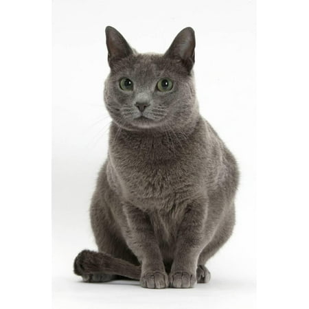 Russian Blue Female Cat with Green Eyes Print Wall Art By Mark