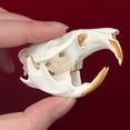 thumbnail image 2 of Taxidermia, calavera de animal real, rata almizclera, CLLOEAT para educación, 2 of 6