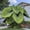 B, variant on Elephant Ear For Sale- Grow Simple -Iridescent-Elephant Ear Potting Mix- Surprise Pots to Grow-Professional Indoor Or Outdoor-Gardening-