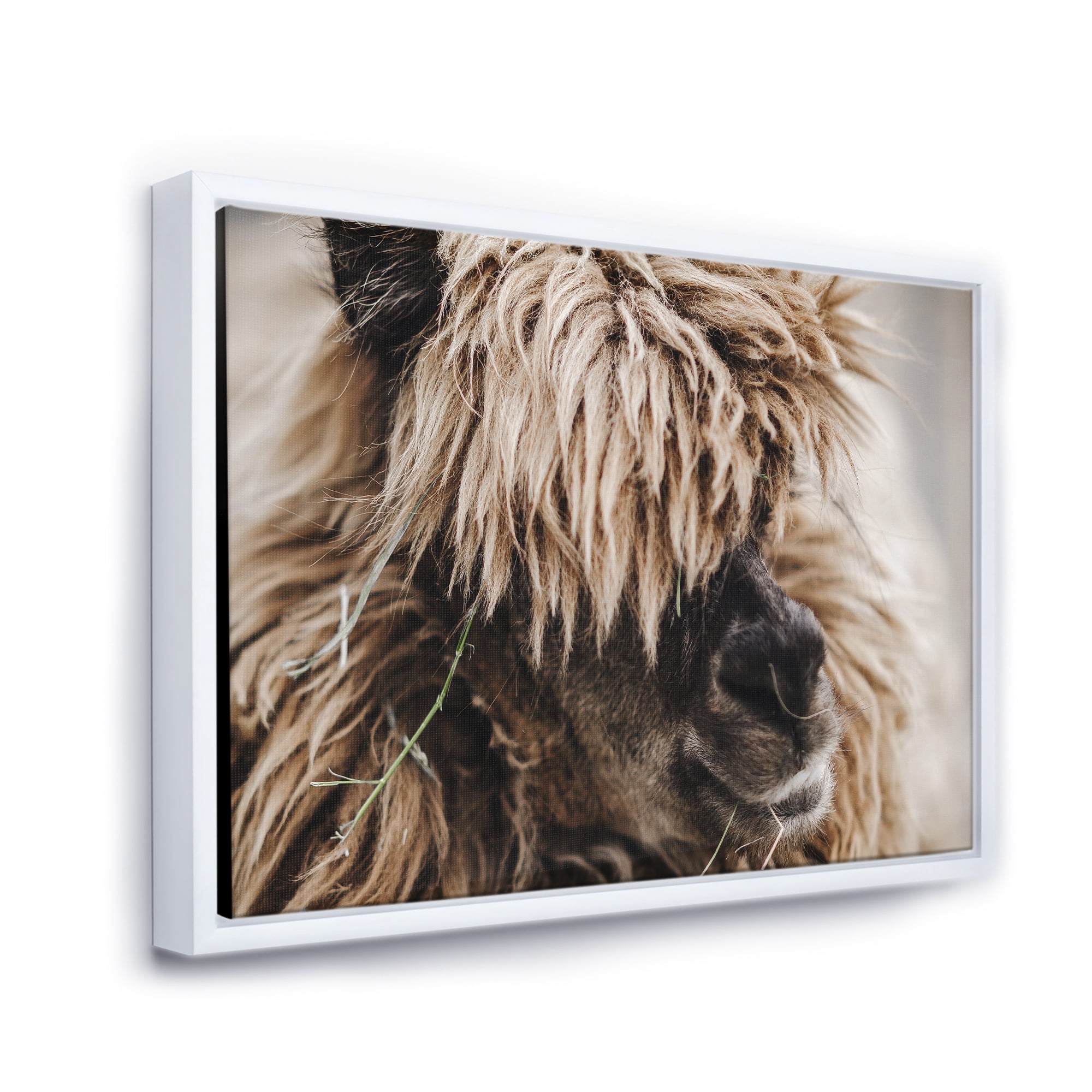 Close Up Of Fluffy Curly Alpaca 32 in x 24 in Framed Photography Canvas Art Print, by Designart