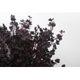 thumbnail image 3 of Flores artificiales Jaky-Global, 20 unidades, alas negras para bebés, 50 cm, 3 of 6