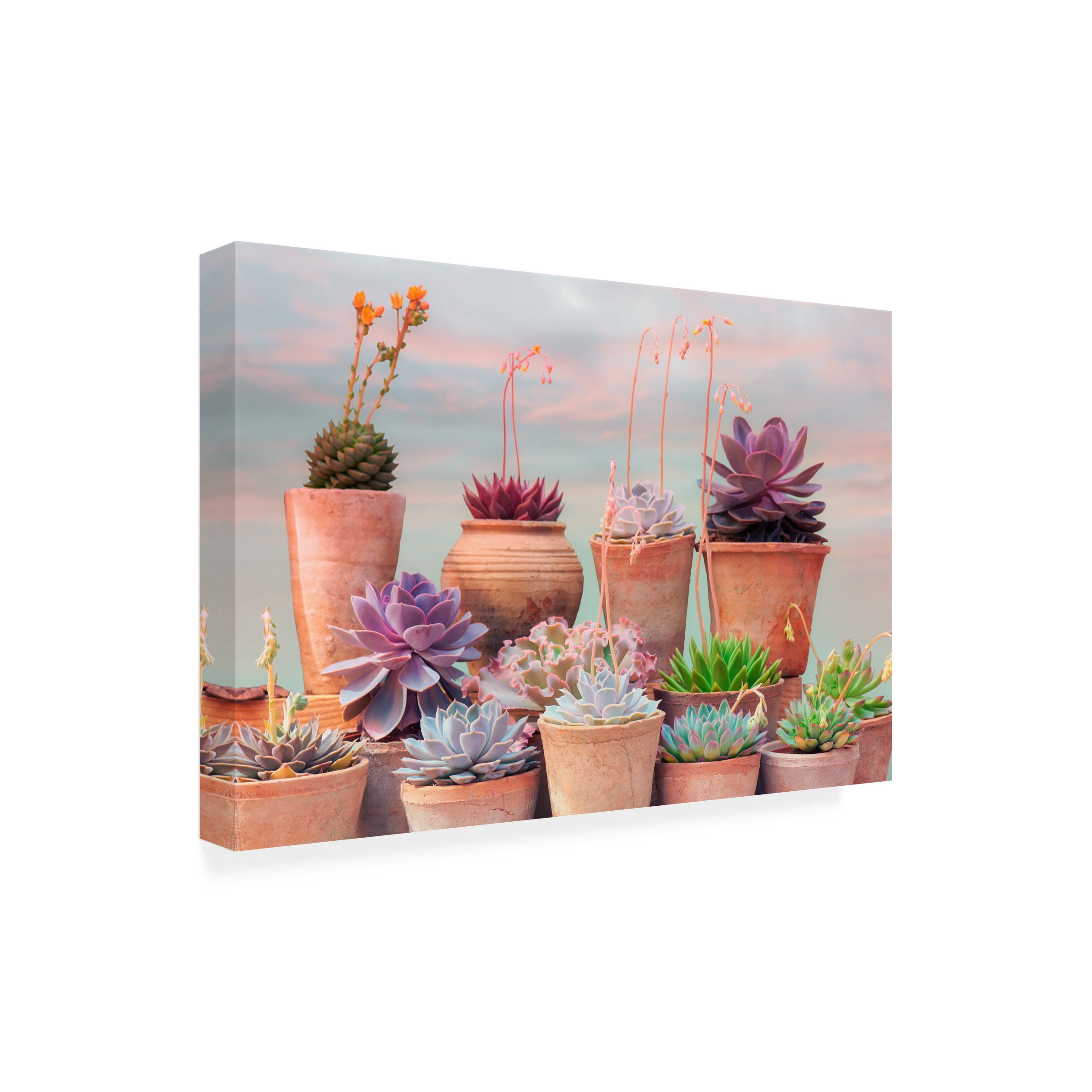 Cora Niele 'Succulent Window III' Canvas Art