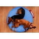 thumbnail image 2 of Puff Baggy Round Pet M/L Light Blue 90 x 90 x 12 cm Baggy Puff Baggy Round Pet M/L Light Blue 90 x 90 x 12 cm, 2 of 2