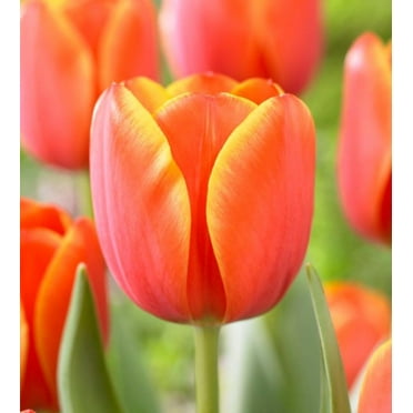 Ad Rem Tulip Bulbs for Planting - Easy to Grow Perennial Tulips, Top Size Bulbs (10 Bulbs)