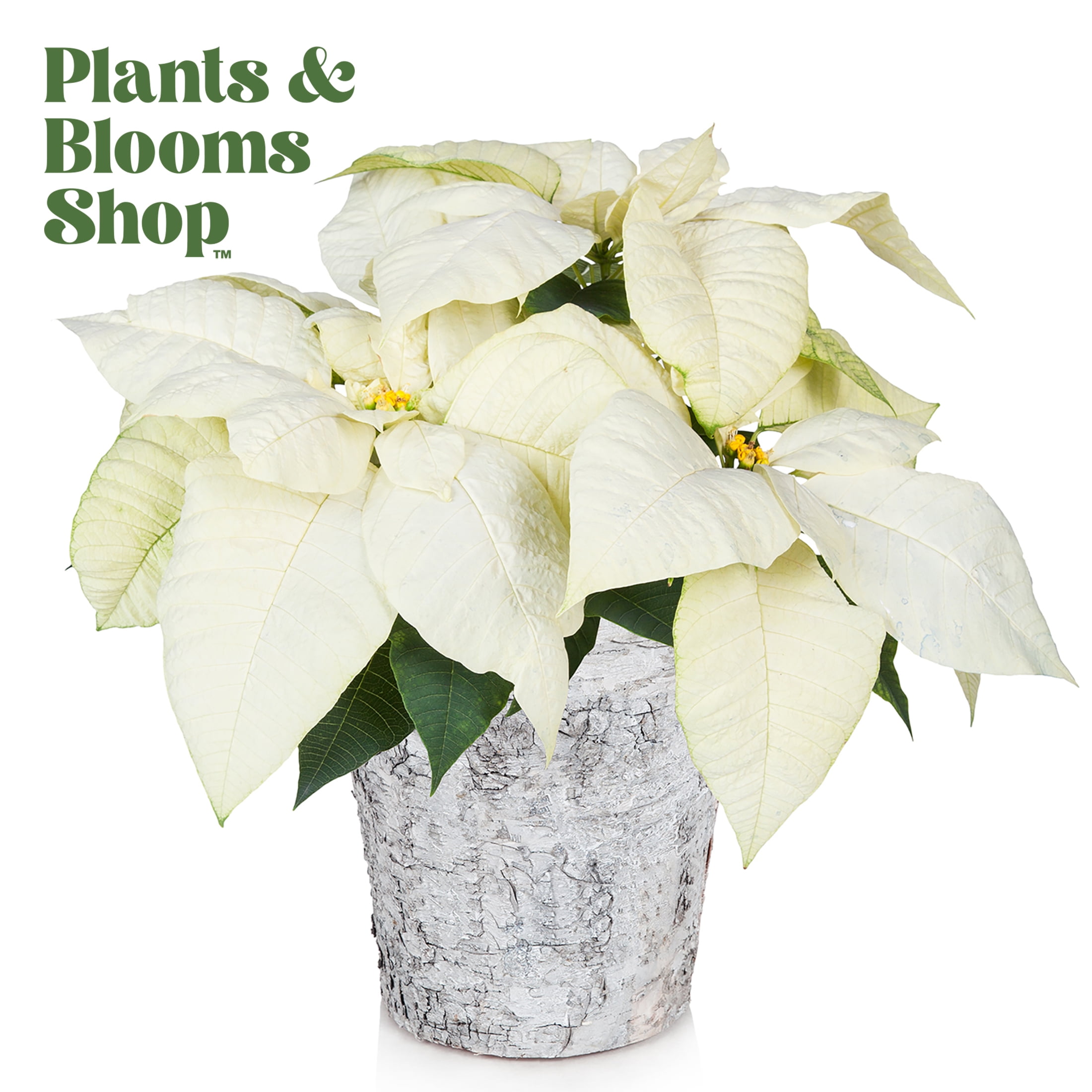Plants and Blooms 1416" White Poinsettia Live Plant in 6" Birch Wood