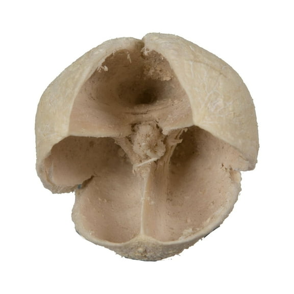 Vickerman Natural Botanicals 0.78" Bakuli, Bleached. Includes 3.3 Lbs per Pack
