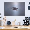 thumbnail image 6 of Luxe Metal Art 'Bald Eagle Soas' by Epic Portfolio, Metal Wall Art, 16"x12", 6 of 9