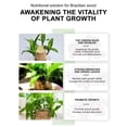 thumbnail image 5 of Brazilian Wood Plant Food,Hydroponic Brazilian Wood Nutrient Solution, Lucky Bamboo & Brazilian Wood Liquid Fertilizer, Brazilian Wood Flowering Special Nutrient Solution for Indoor Plants,2PCS, 5 of 6