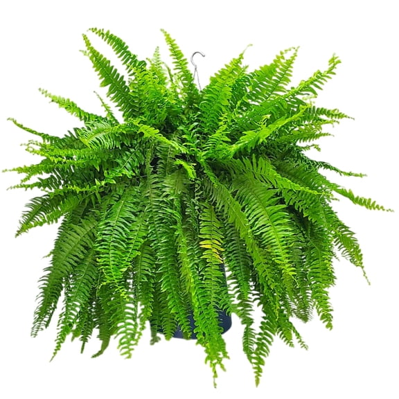 Tropical Plants of Florida 12" Boston Fern Hanging Basket with 34" Overall Spread; Partial Sunlight, Hanging Plant, Sword Fern