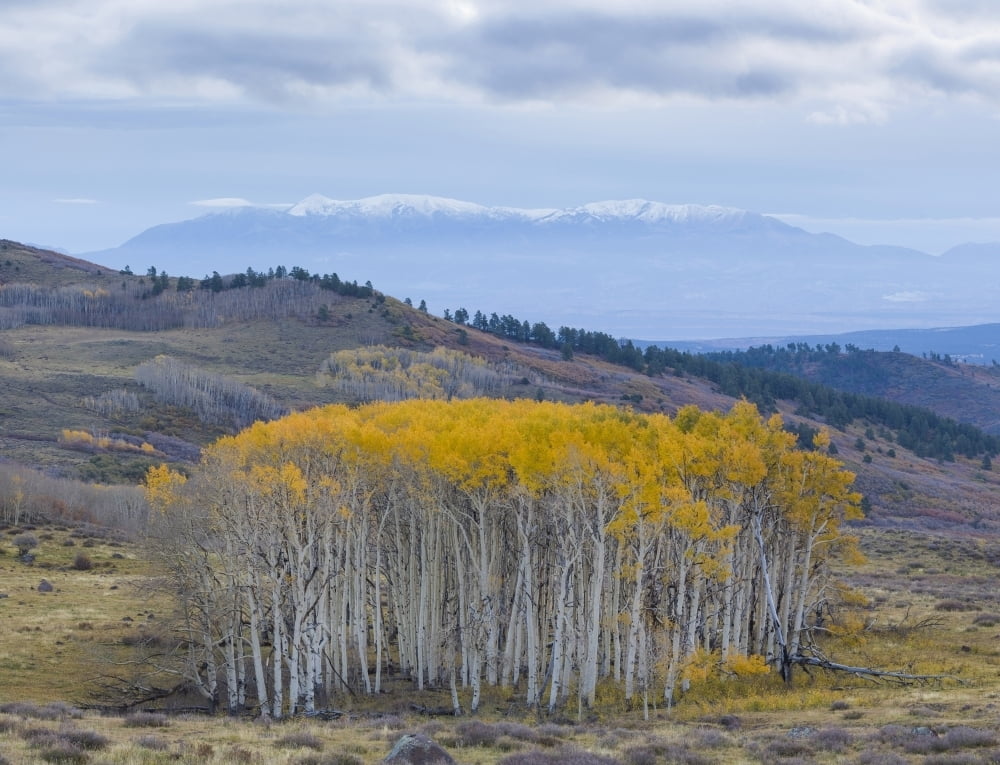 Aspen trees in a forest Boulder Mountain Utah USA Poster Print (14 x 11
